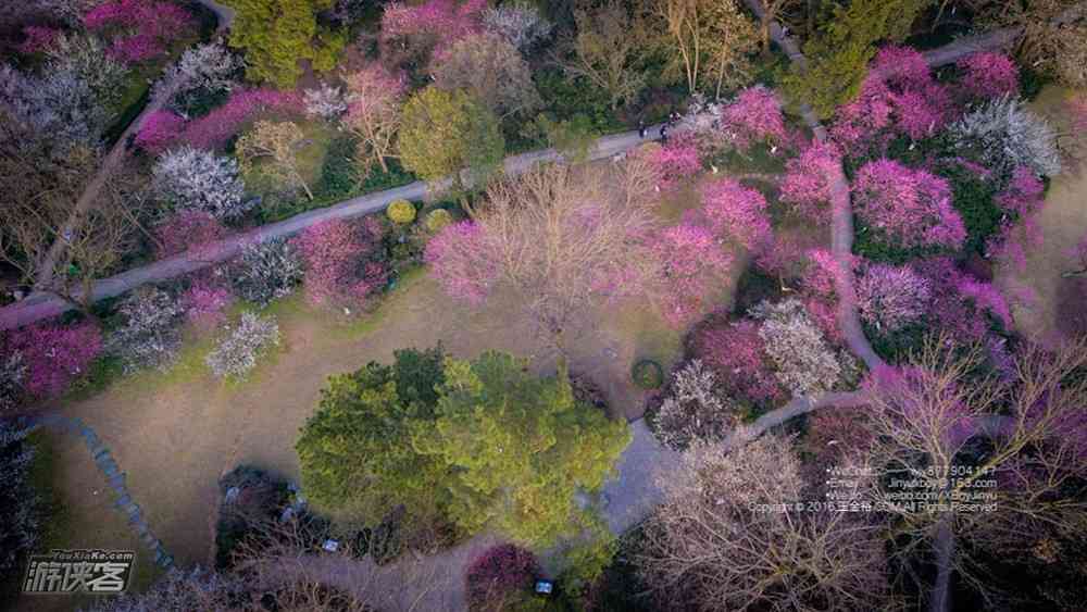 上海周边赏花去哪里