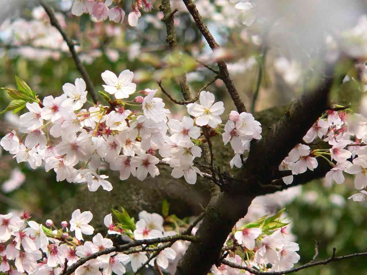 想去武大看樱花？要先预约啦