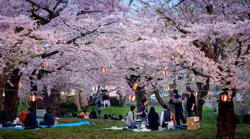 去日本看樱花，日本赏樱地推荐