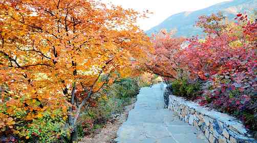 坡峰岭红叶节开幕了吗？坡峰岭红叶最佳观赏时间