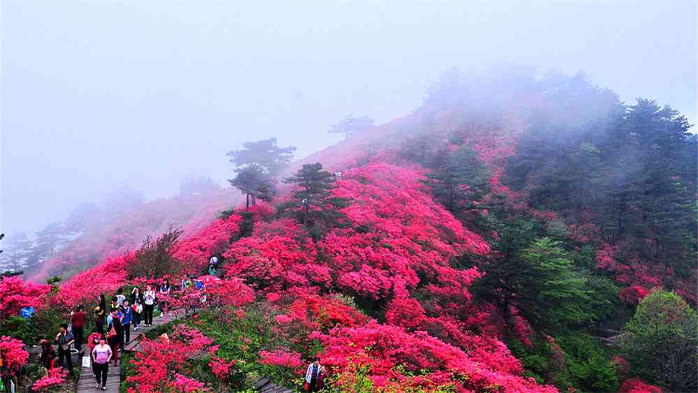 2018麻城龟峰山杜鹃花花期是什么时候 ，如何到达交通指南