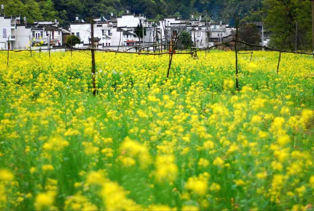 婺源油菜花花期播报