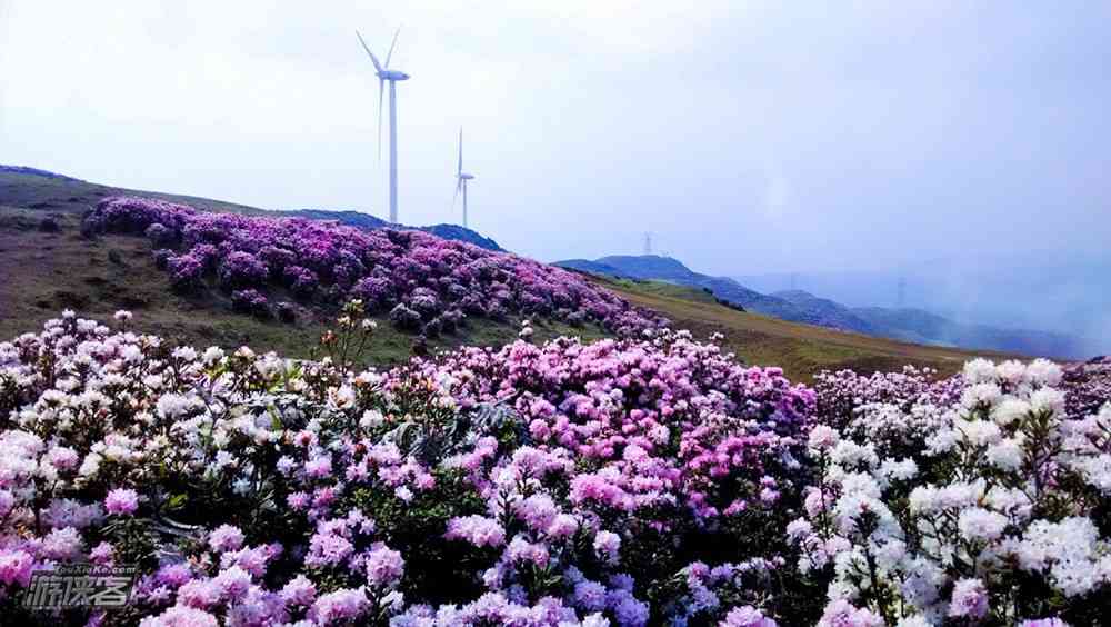 贵州有哪些旅游景点，这些地方了解一下