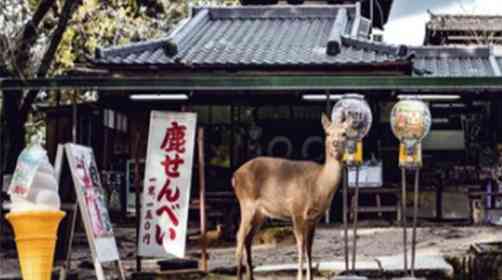 日本自由行，奈良一日游行程如何安排？