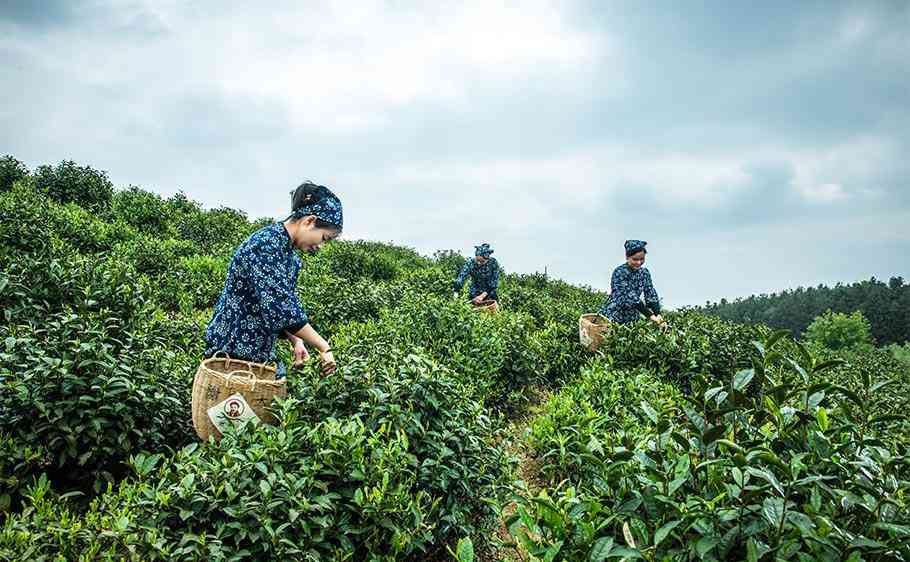 去黄山采茶，做顶级毛峰