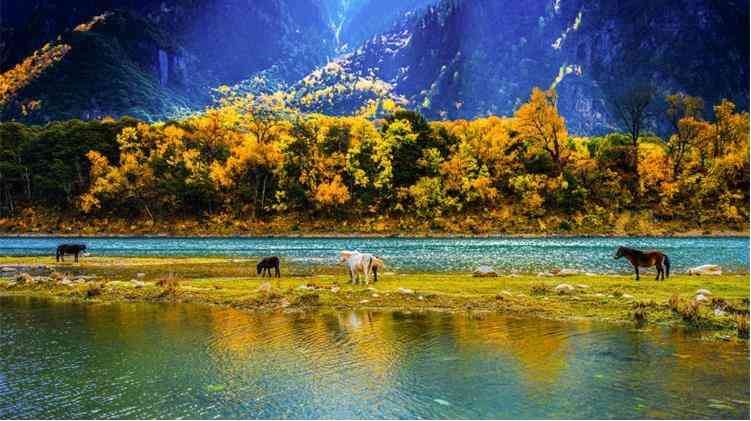 西藏林芝几月最美，有哪些旅游的景点适合游玩