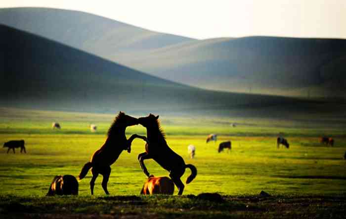 内蒙古的最佳旅游时间