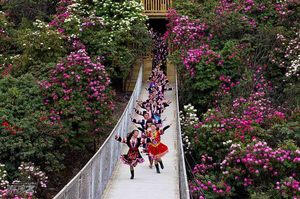 贵州毕节百里杜鹃景区有什么特色