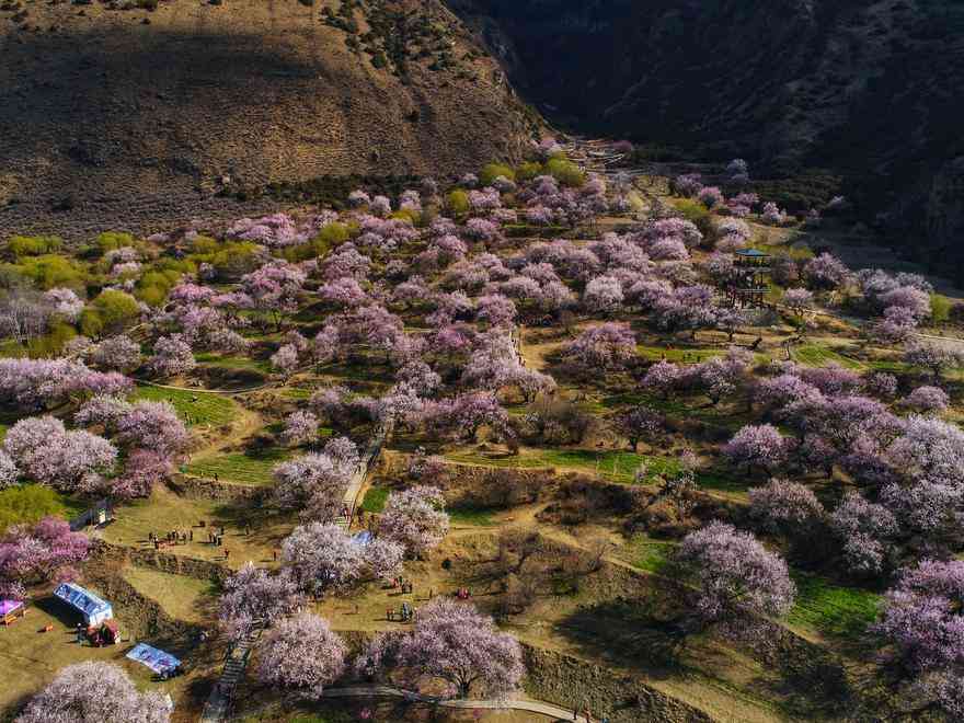 为什么一定要去林芝？有哪些景点？给你不得不去这里的理由