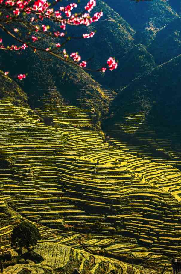 中国茶文化，婺源高山茶