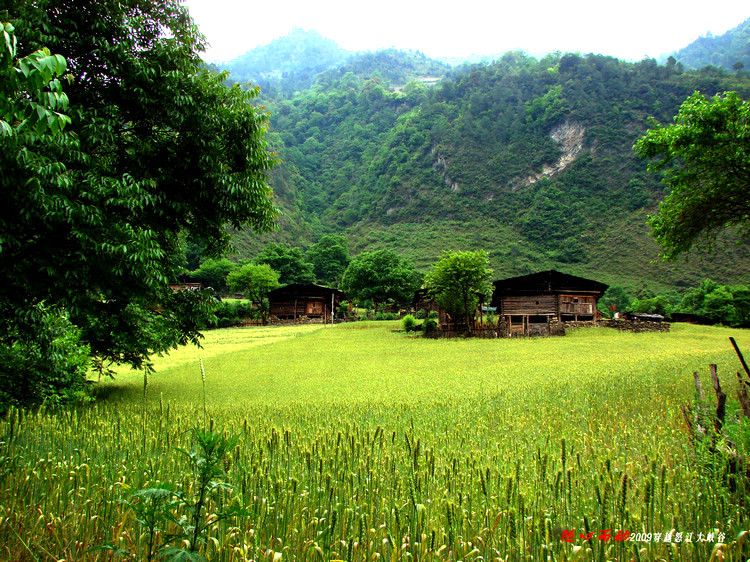 雾里村