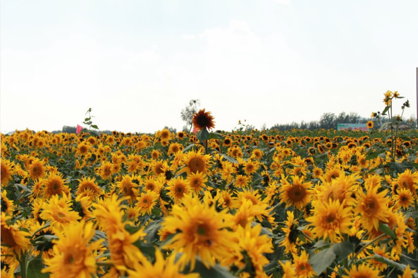 长沟世界葵花游园嘉年华