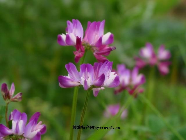 红花草