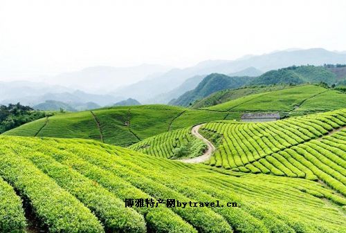 清江坪茶叶