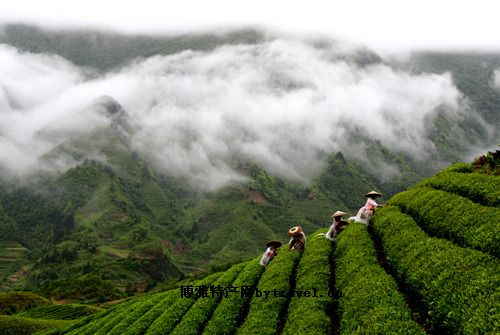 道真茶叶