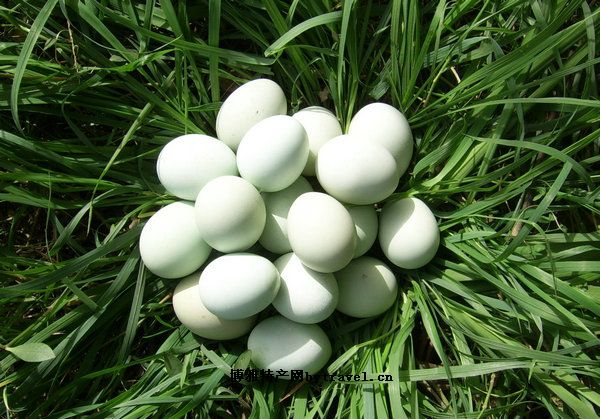 石门山绿壳土鸡蛋
