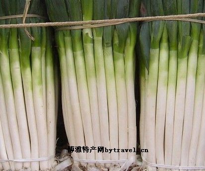 乾县露地大葱