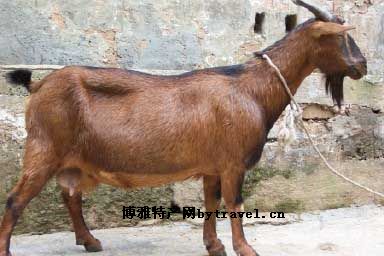 双流黄甲麻羊
