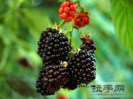青梅（黑莓）制品