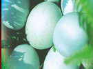 都匀绿壳鸡蛋