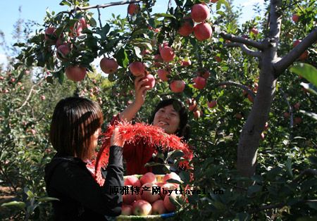 子长苹果