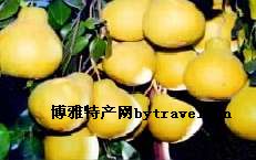 金柚