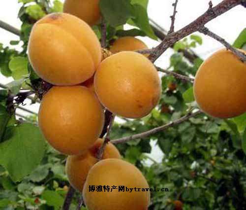 三管白水杏