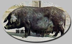 昌图黑猪