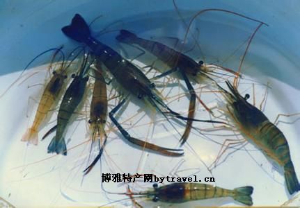 溱湖青虾