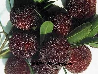 黄岩东魁杨梅