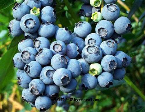 大圩蓝莓