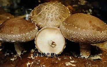 龙岩香菇