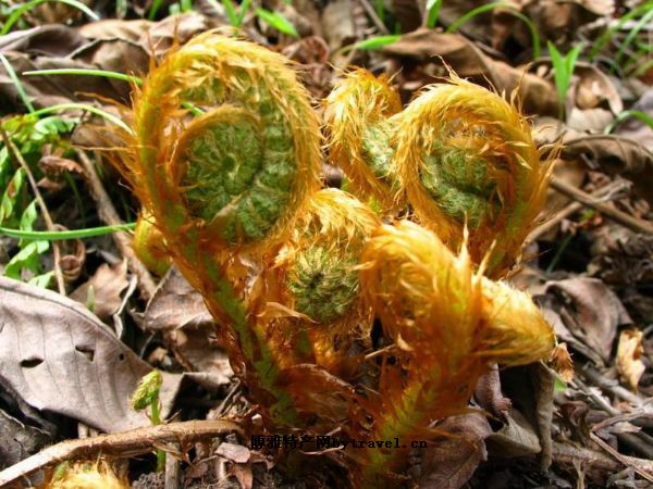 平和薇菜干