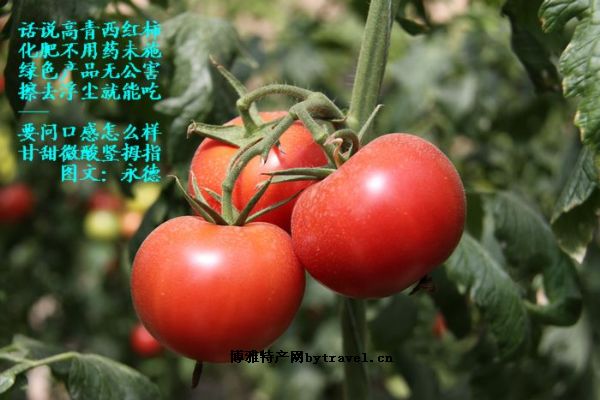 高青西红柿