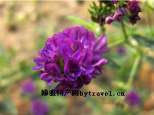 紫花苜蓿