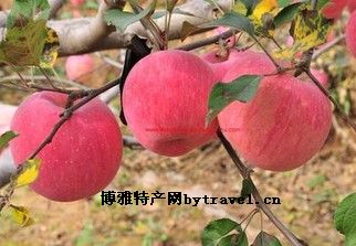 澄城苹果