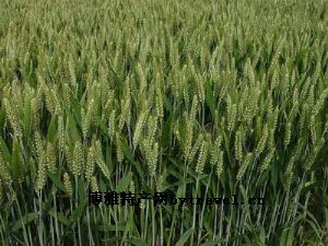 优质小麦