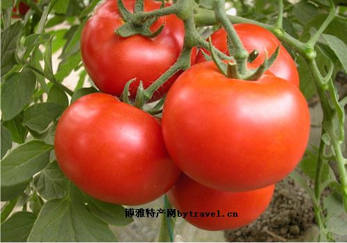 以色列144西红柿