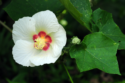 木芙蓉