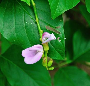 刀豆花