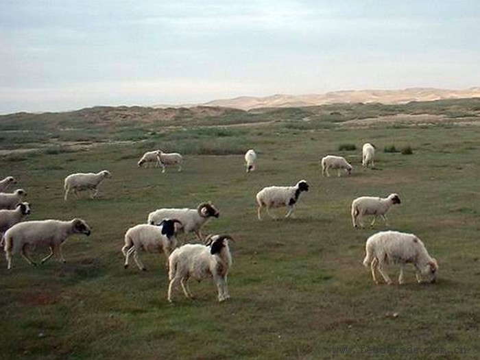 盐池滩羊