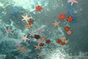 唐山到北京太平洋海底世界 紫竹院公园 动物园一日游报价