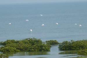 南宁、北海银滩、红树林、涠洲岛3日休闲度假游