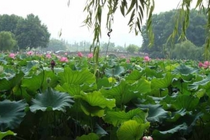 镇江到杭州西塘旅游_镇江到西塘杭州西湖灵隐飞来峰宋城二日游