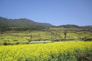 佛山三八节员工旅游活动 佛山单位职工出发开平碉楼油菜花一天游
