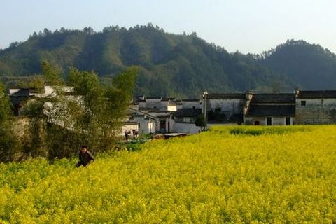 <西递半日游>黄山市屯溪区酒店免费接，游最美乡村